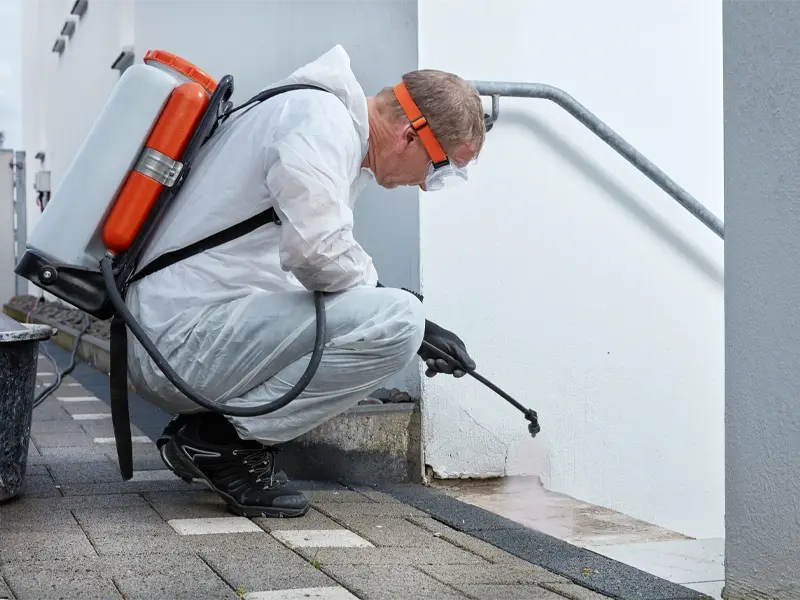 Mold remediation services