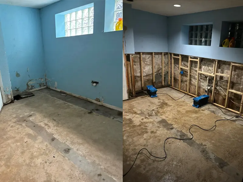 Mold remediation services